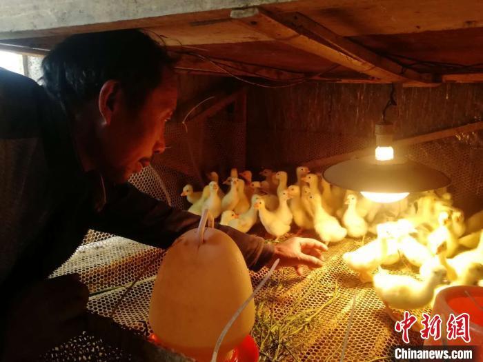 致富经养鹅视频_养殖鹅的视频_养鹅致富经视频