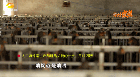 养鹅视频大全_致富经养鹅视频_三农致富养鹅视频