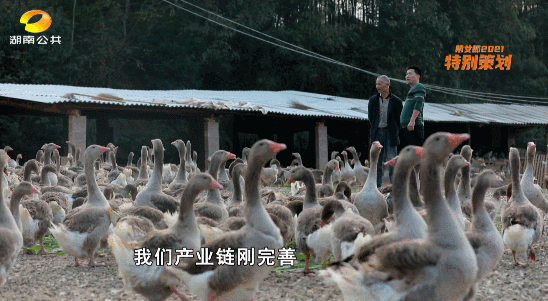 三农致富养鹅视频_致富经养鹅视频_养鹅视频大全