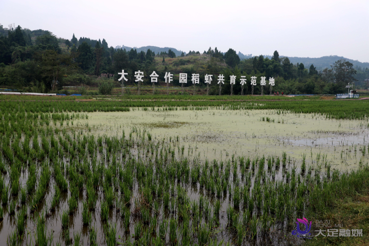 陈建国：稻田养“虾”致富有方