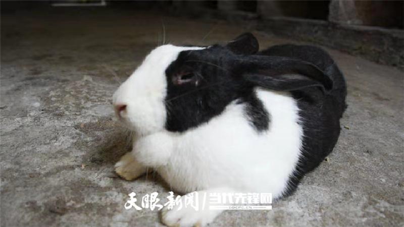 农民致富经_致富农民劳动的精神_致富农民有情怀打一成语