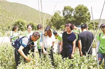 致富黄金叶_致富黄金叶乐了烟农_致富经黄