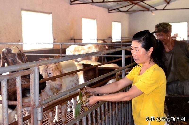 养羊致富经2020年全集_致富养羊能手资料_养羊致富经