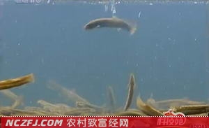 中央致富频道视频_中央致富经在哪个频道_中央7套致富经全集
