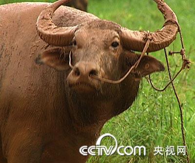 致富牛人四川乡村_致富牛人_致富经牛