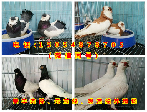 致富养殖带头人作用发挥_养殖致富经_致富养殖蝎子