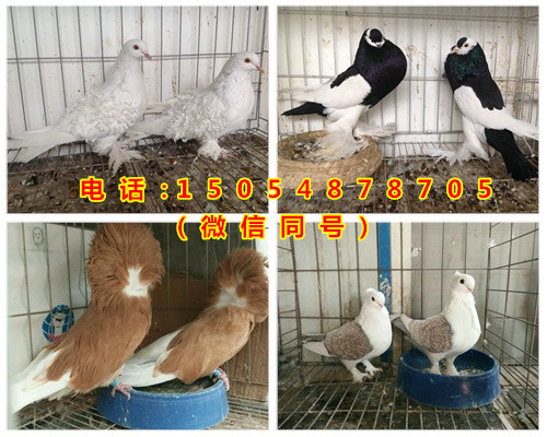 养殖致富经_致富养殖蝎子_致富养殖带头人作用发挥