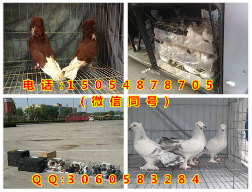 致富养殖带头人作用发挥_养殖致富经_致富养殖蝎子
