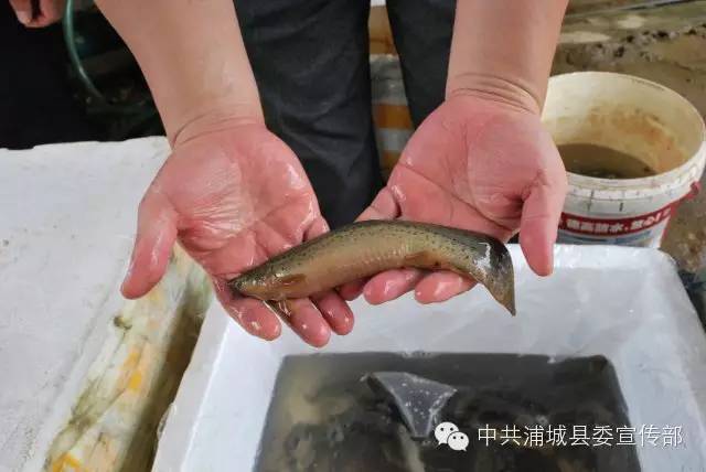 致富泥鳅养殖技术_致富经泥鳅_致富泥鳅养殖