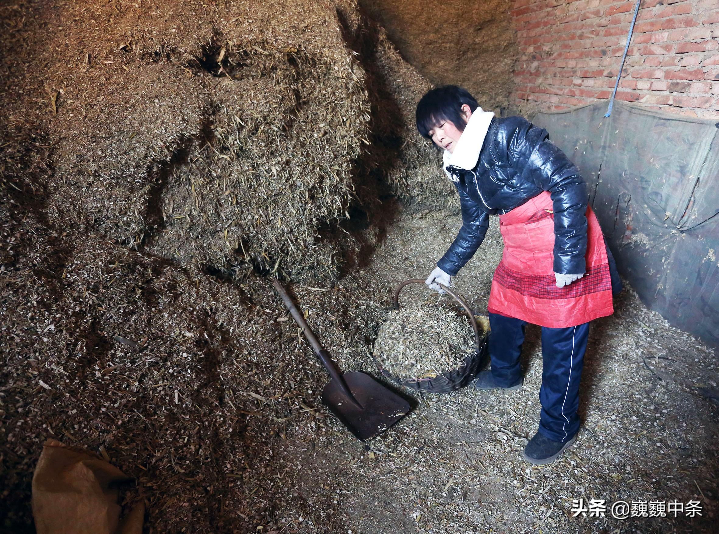 养宠物狗致富_致富经养狗视频2018_致富经养狗