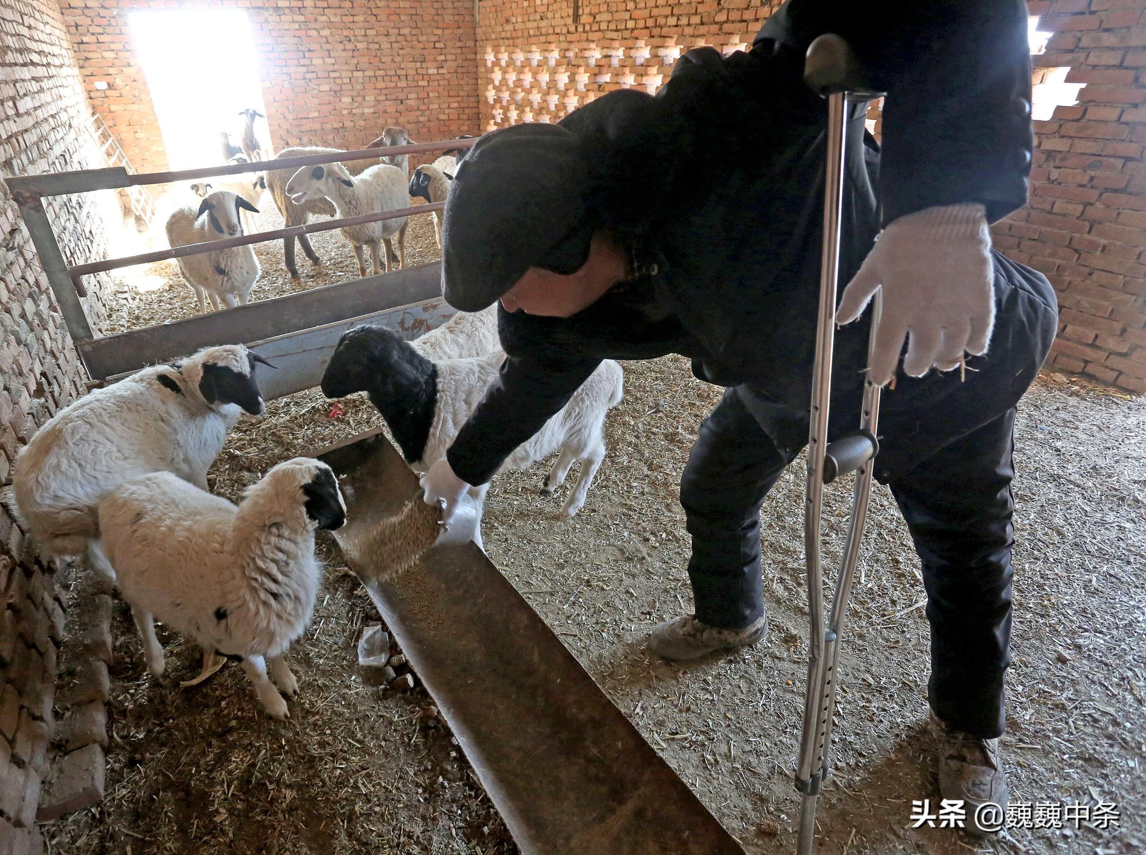致富经养狗_养宠物狗致富_致富经养狗视频2018