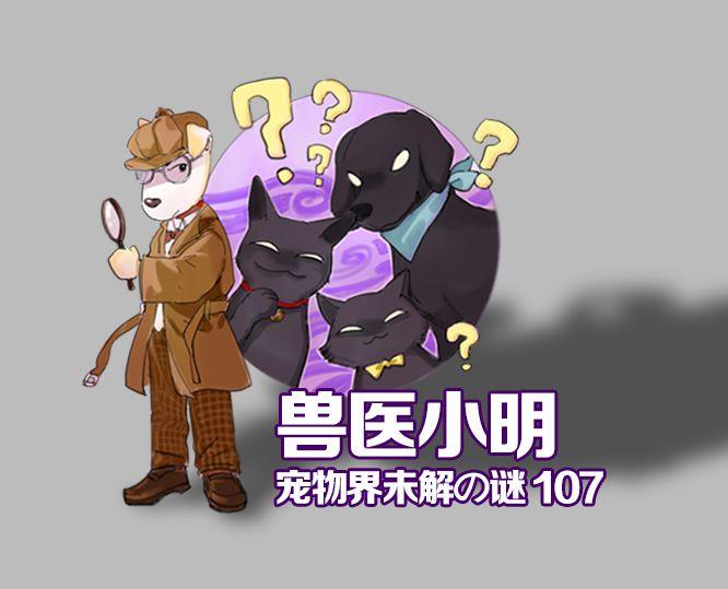 养狗致富经_致富经养狗视频2018_致富经养狗