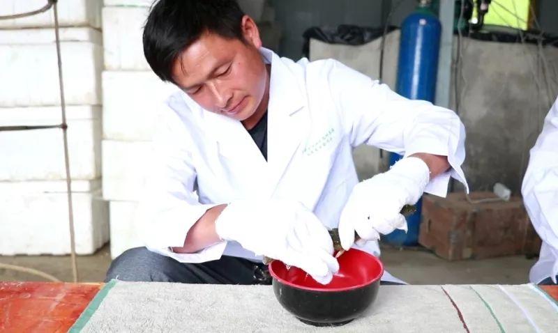 泥鳅养殖户抱团致富_致富经泥鳅_致富经泥鳅养殖视频全集