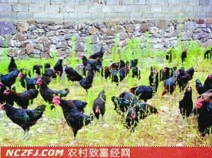 致富养鸡视频_致富经养鸡_致富新项目养鸡