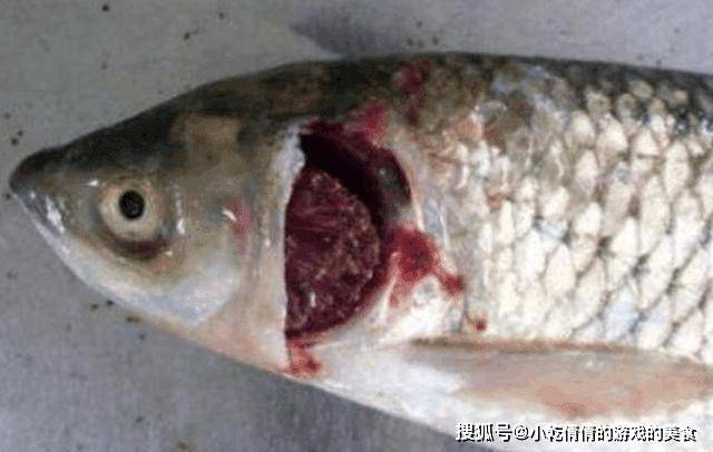 心得技巧_买鱼经验心得_心得怎么用