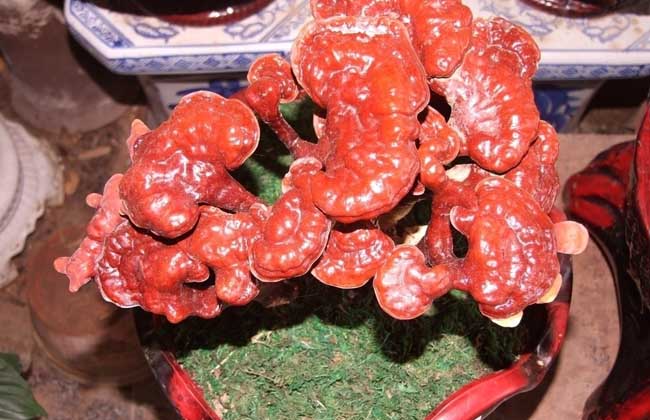 灵芝的食用方法