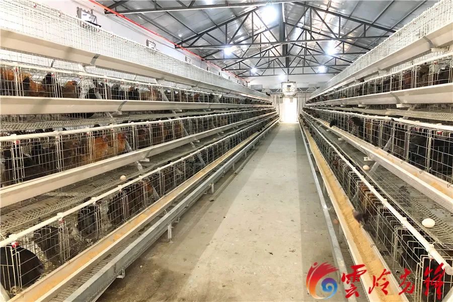 致富项目养鸡_致富新项目养鸡_致富经养鸡