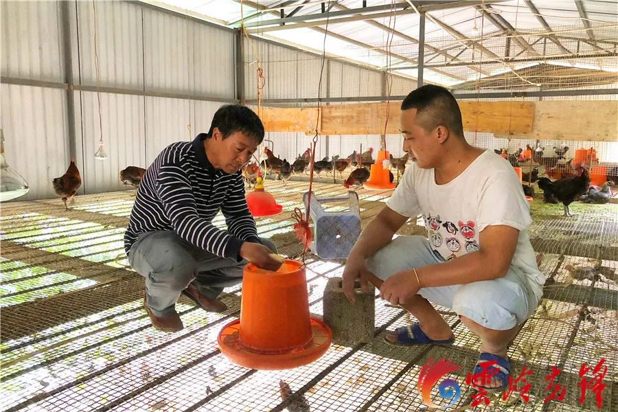 致富项目养鸡_致富新项目养鸡_致富经养鸡