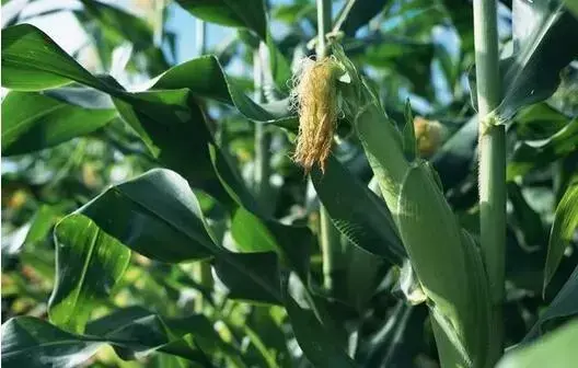 致富经种植_致富种植糖料蔗文案怎么写_致富种植业