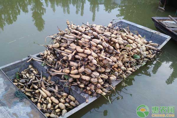 老农分享多年种藕经验：莲藕这样种植能高产-图片版权归惠农网所有