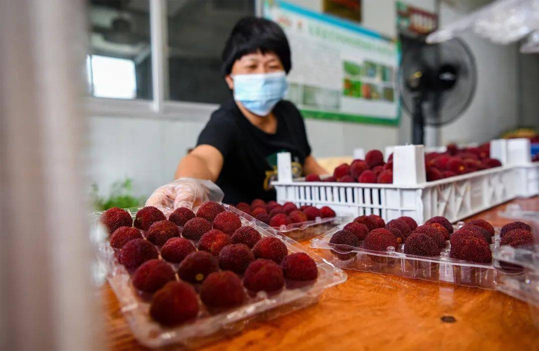 致富经种植_致富种植业_致富种植创业项目