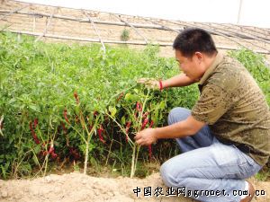 后旗红土豆多少钱一斤