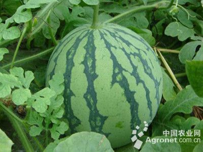大白菜农药多吗