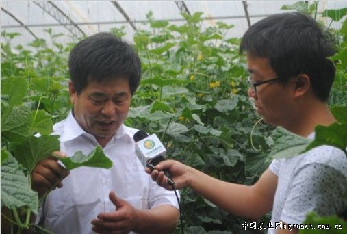 北京新发地红薯价格