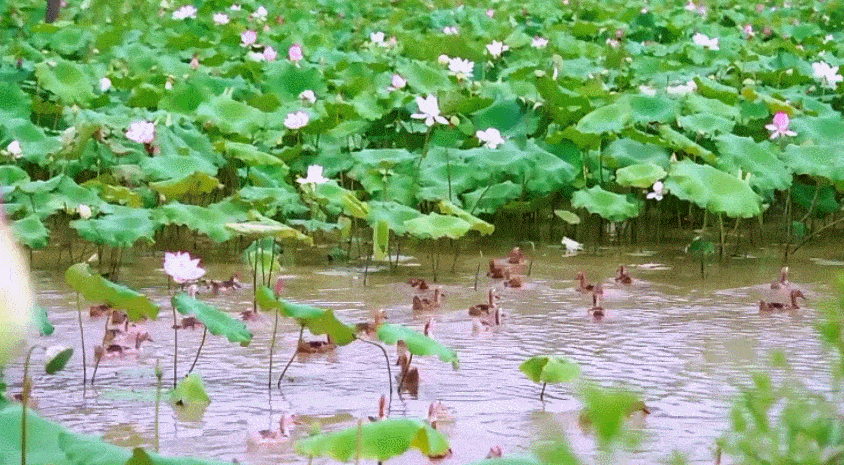 致富种植视频全集_致富种植什么比较赚大钱_致富经种植