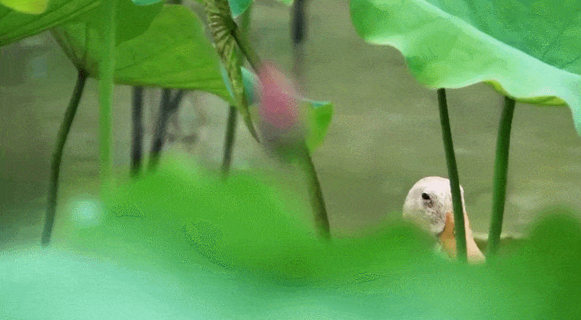 致富种植视频全集_致富经种植_致富种植什么比较赚大钱