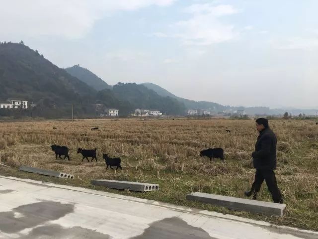 致富经广东养泥鳅视频_致富经养_2018农村养什么致富快