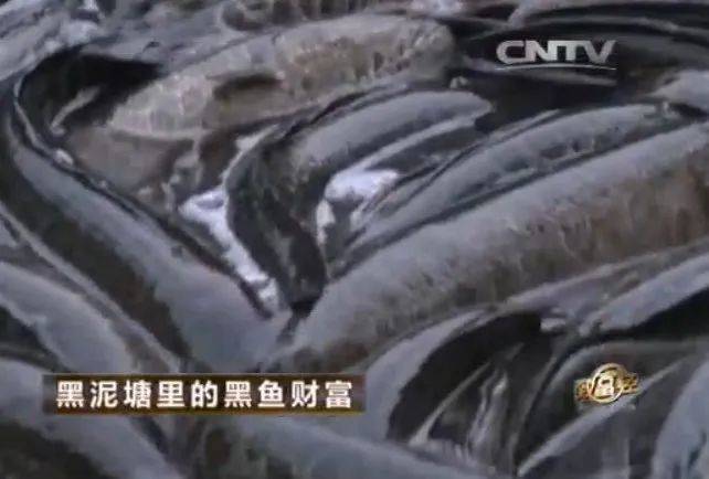中央农业节目致富经视频_央视农业致富节目_农业节目致富经