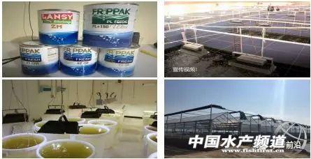 对虾养殖技术致富经(专用塘虾、甲鱼、生鱼轮养致富) 养殖业 第8张