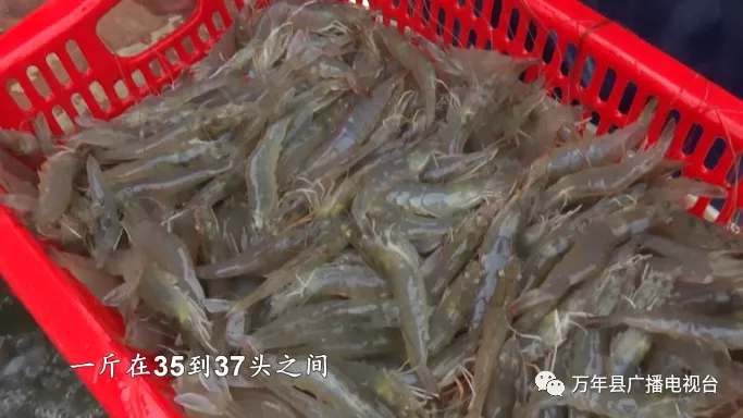 致富经养虾_致富经淡水虾养殖视频_致富经养殖虾