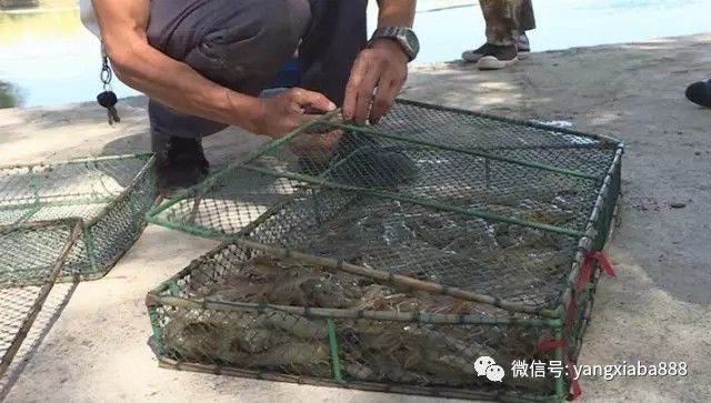 致富经养虾_致富经养殖虾_致富经室内养虾视频