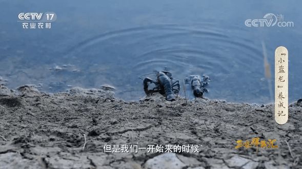 致富龙虾养殖小视频_致富经养殖小龙虾_致富经龙虾养殖技术视频