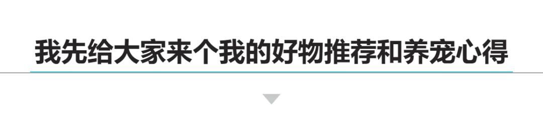 宠物经验心得_心得宠物经验分享_心得宠物经验总结