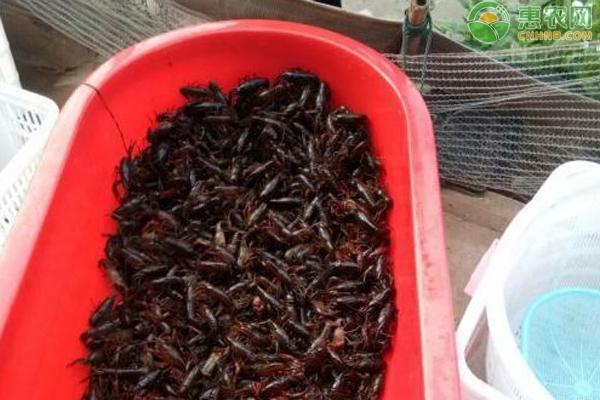 致富经养殖小龙虾_致富龙虾养殖小视频大全_致富经龙虾养殖