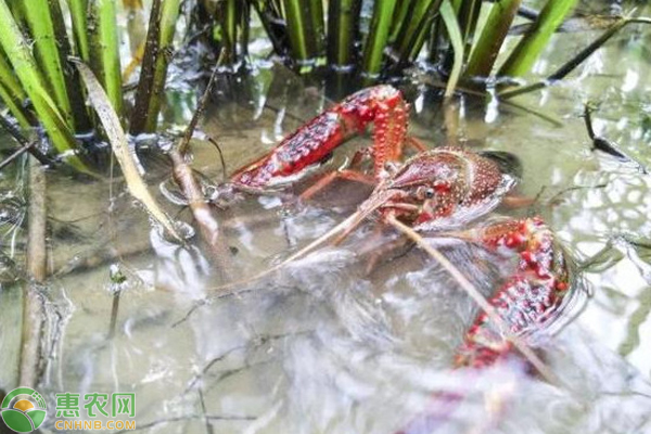 致富经龙虾养殖_致富龙虾养殖小视频大全_致富经养殖小龙虾