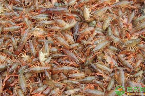 致富龙虾养殖小视频大全_致富经龙虾养殖_致富经养殖小龙虾