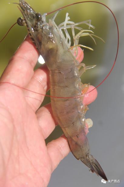 致富经养殖虾_致富经养虾_致富经室内养虾视频