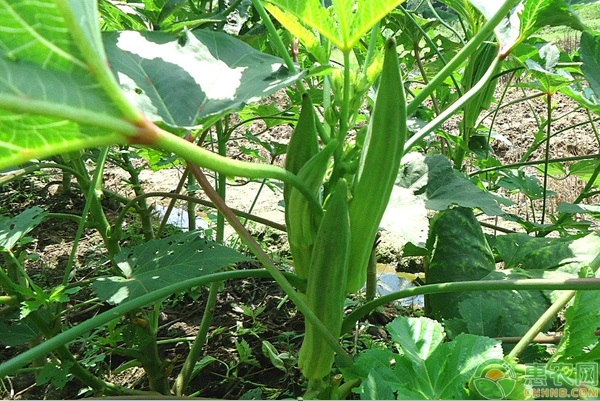 盘点种植致富20个好项目
