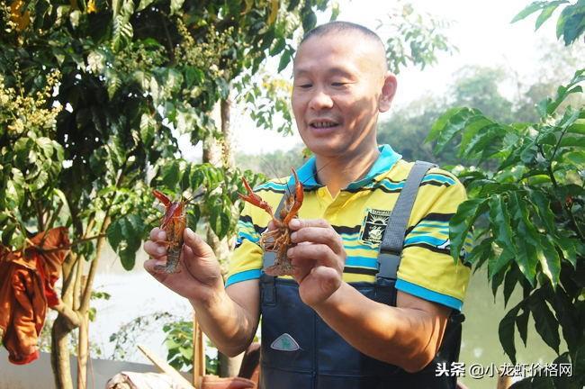 致富经虾_炒虾尾的虾是什么虾_致富虾真的