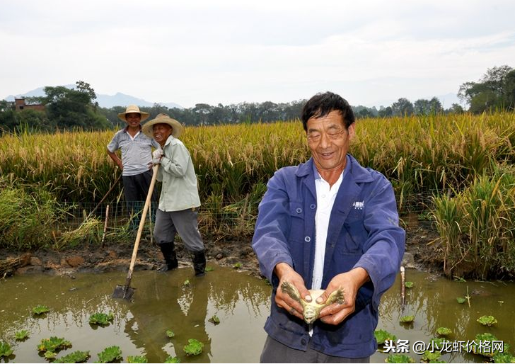 炒虾尾的虾是什么虾_致富经虾_致富虾真的