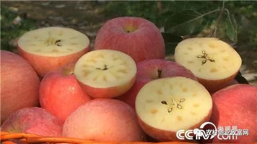 致富经 | 小媳妇回娘家卖苹果 两年成百万富姐