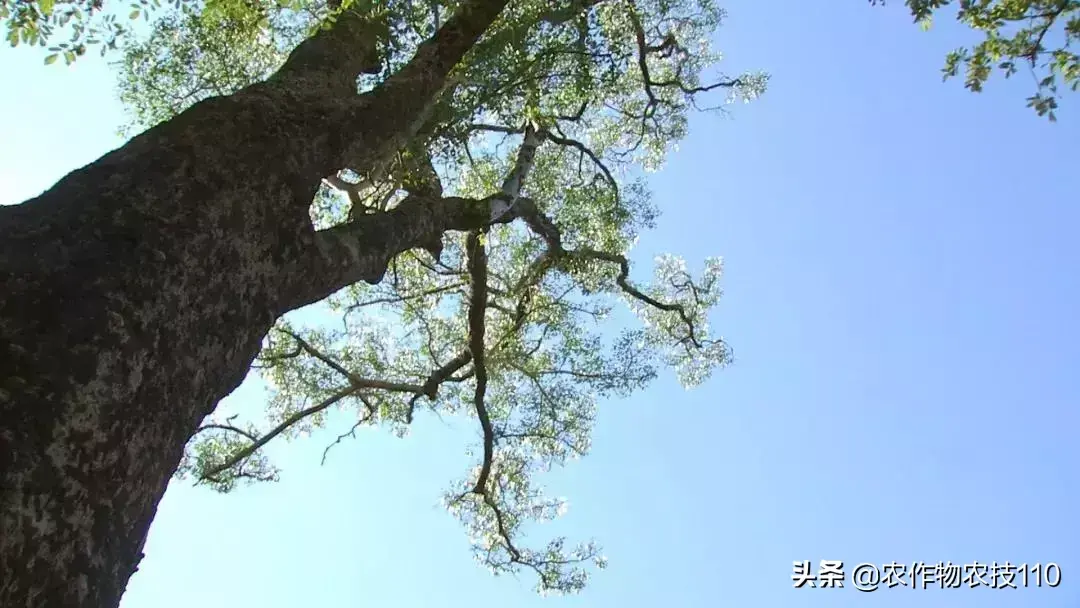 致富经_怎样致富致富_cctv致富经