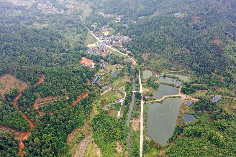 致富鱼南岙村_致富鱼游出产业振兴路_致富经鱼