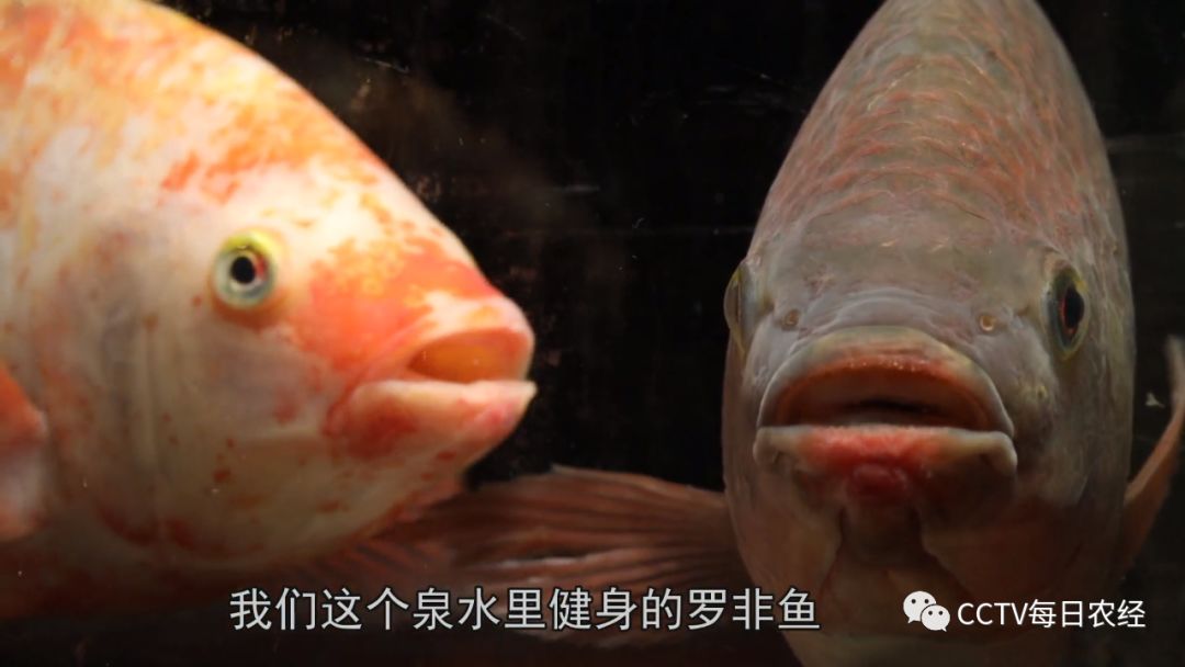 致富经鱼_致富鱼游出产业振兴路_致富鱼南岙村