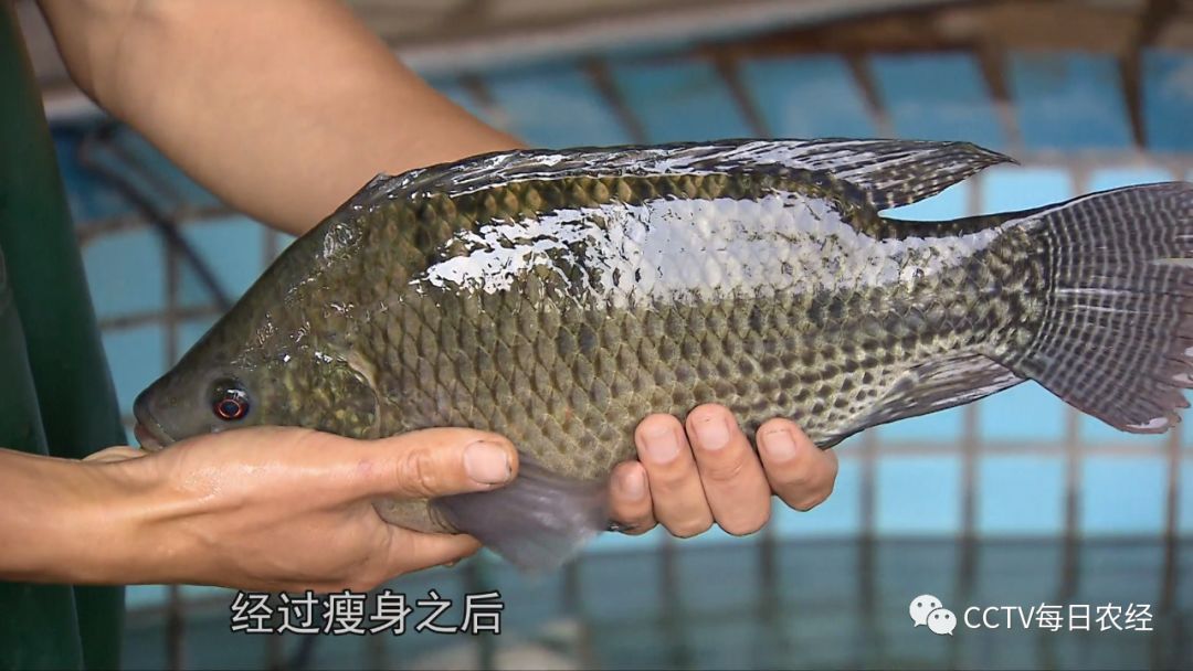 致富经鱼_致富鱼游出产业振兴路_致富鱼南岙村