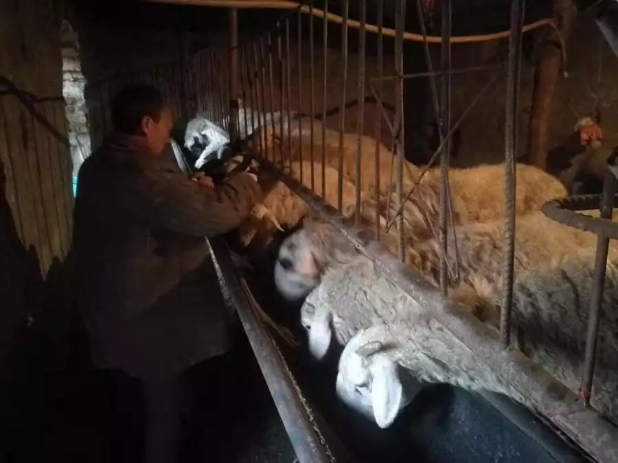 河南宝丰：“羊倌”的脱贫致富经